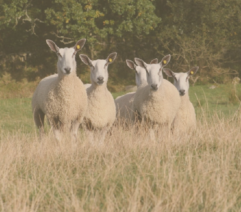 beechtreefarm016003.jpg