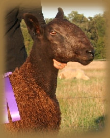 beechtreefarm001001.jpg
