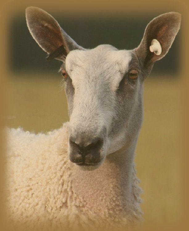 beechtreefarm001002.jpg