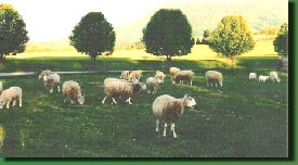 beechtreefarm002001.jpg