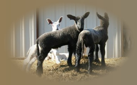 beechtreefarm003001.jpg