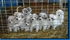 beechtreefarm004002.jpg