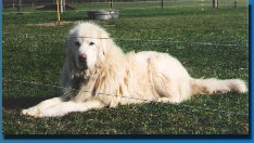 beechtreefarm004003.jpg