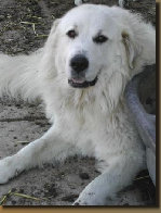 beechtreefarm004005.jpg