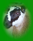 beechtreefarm005004.jpg