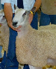 beechtreefarm006003.jpg