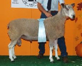 beechtreefarm006005.jpg