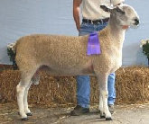 beechtreefarm006009.jpg