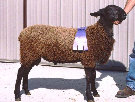 beechtreefarm007006.jpg