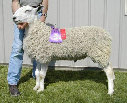 beechtreefarm007009.jpg