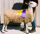 beechtreefarm007011.jpg