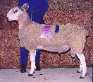 beechtreefarm007012.jpg