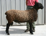 beechtreefarm008001.jpg