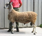 beechtreefarm008002.jpg