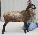 beechtreefarm008003.jpg