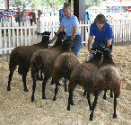 beechtreefarm008007.jpg