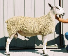 beechtreefarm008009.jpg