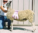 beechtreefarm008011.jpg