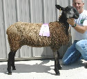 beechtreefarm008015.jpg