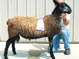 beechtreefarm008016.jpg