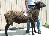 beechtreefarm008017.jpg