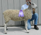beechtreefarm008018.jpg