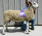 beechtreefarm008019.jpg