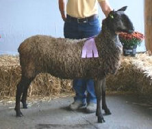 beechtreefarm009002.jpg