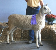 beechtreefarm009003.jpg
