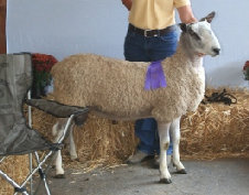 beechtreefarm009004.jpg