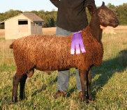 beechtreefarm009006.jpg
