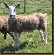 beechtreefarm011003.jpg