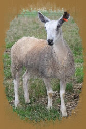 beechtreefarm011004.jpg