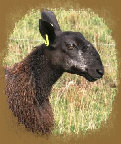 beechtreefarm011005.jpg