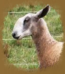 beechtreefarm011006.jpg