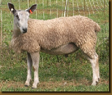 beechtreefarm011007.jpg