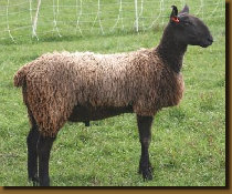 beechtreefarm011008.jpg