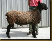 beechtreefarm011009.jpg
