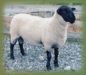 beechtreefarm012001.jpg