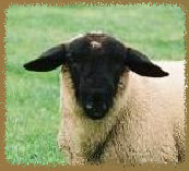 beechtreefarm012002.jpg