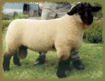 beechtreefarm012003.jpg