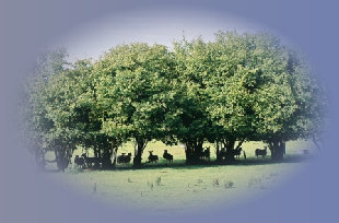 beechtreefarm014001.jpg