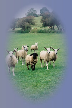 beechtreefarm014002.jpg