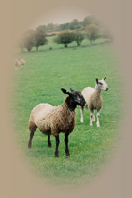 beechtreefarm014003.jpg