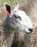 beechtreefarm018001.jpg