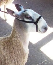 beechtreefarm018002.jpg