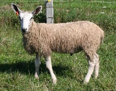 beechtreefarm018003.jpg