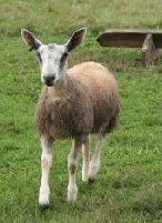 beechtreefarm018007.jpg