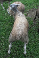 beechtreefarm018008.jpg