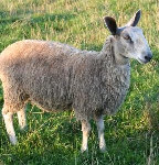beechtreefarm019001.jpg